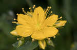 Mountain St. Johnswort